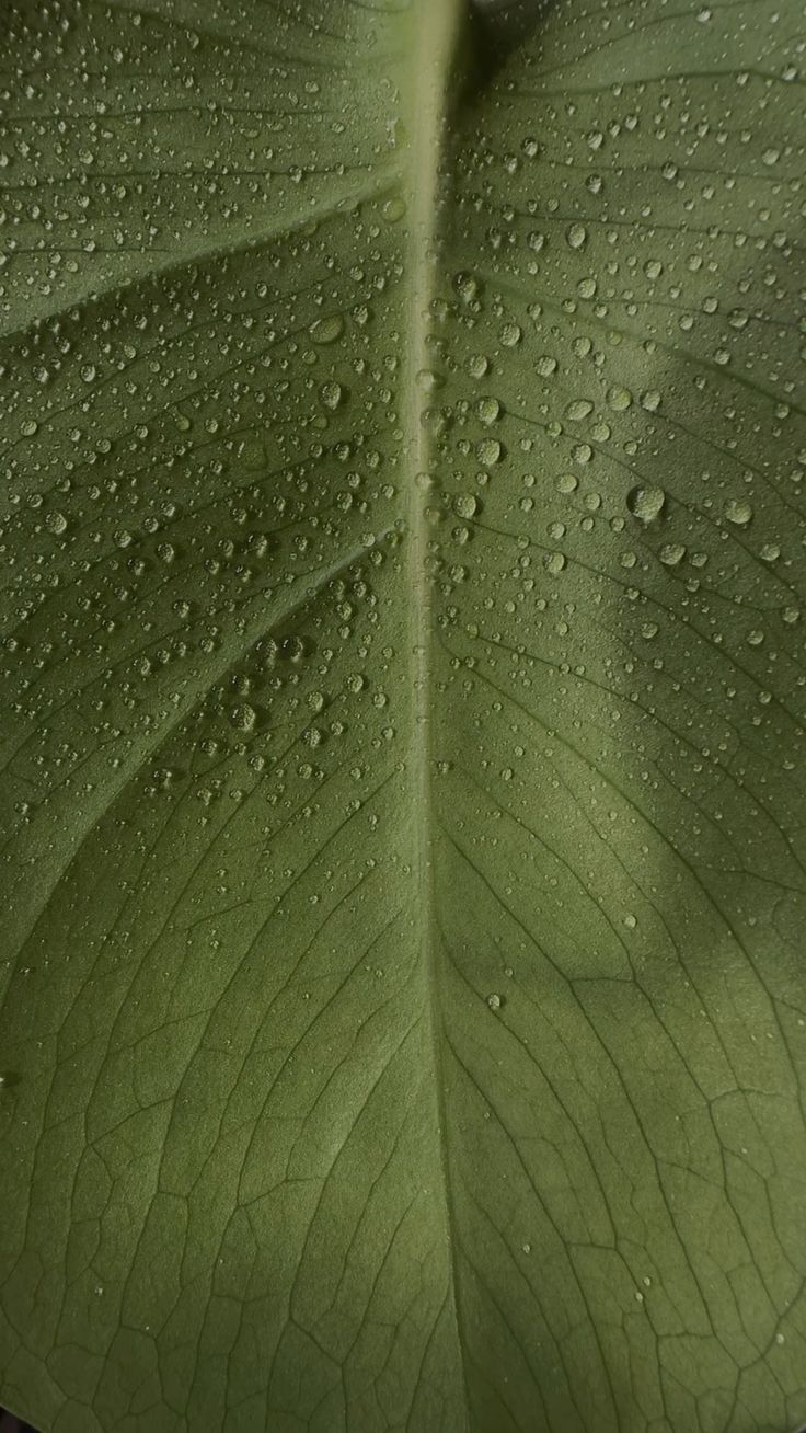 Peppermint Leaf